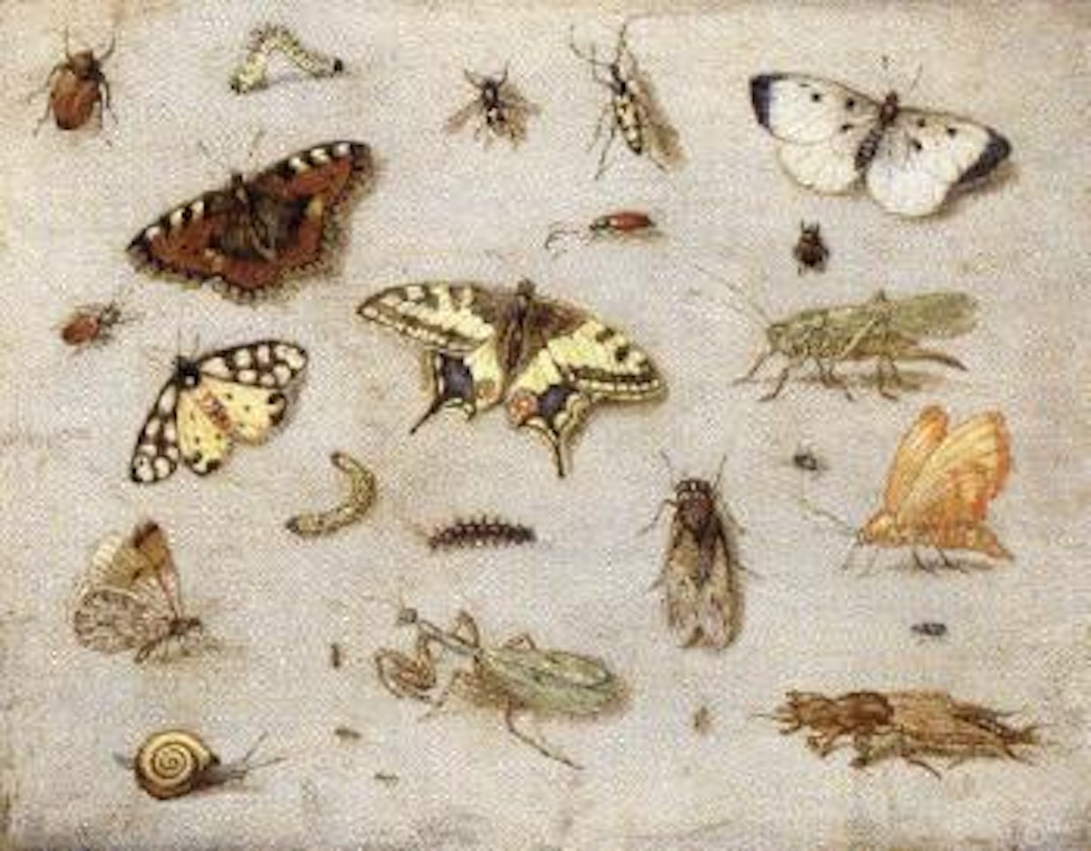 Study of butterflies by Jan Van Kessel The Elder
