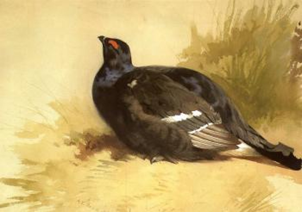 Black grouse by Archibald Thorburn