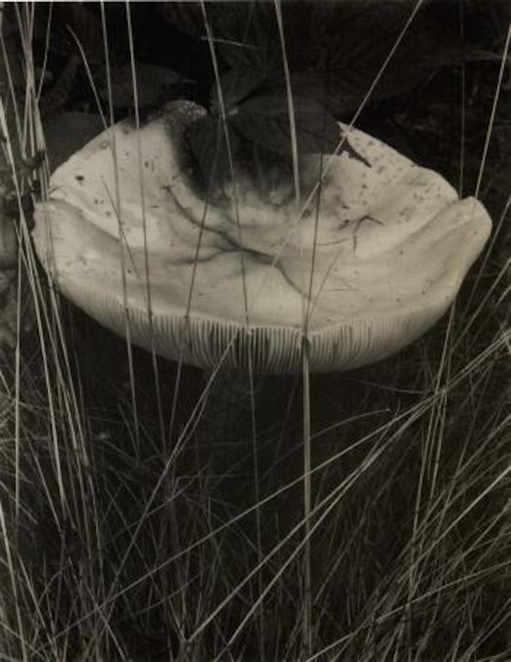 Toadstool and grasses, Georgetown, Maine by Paul Strand