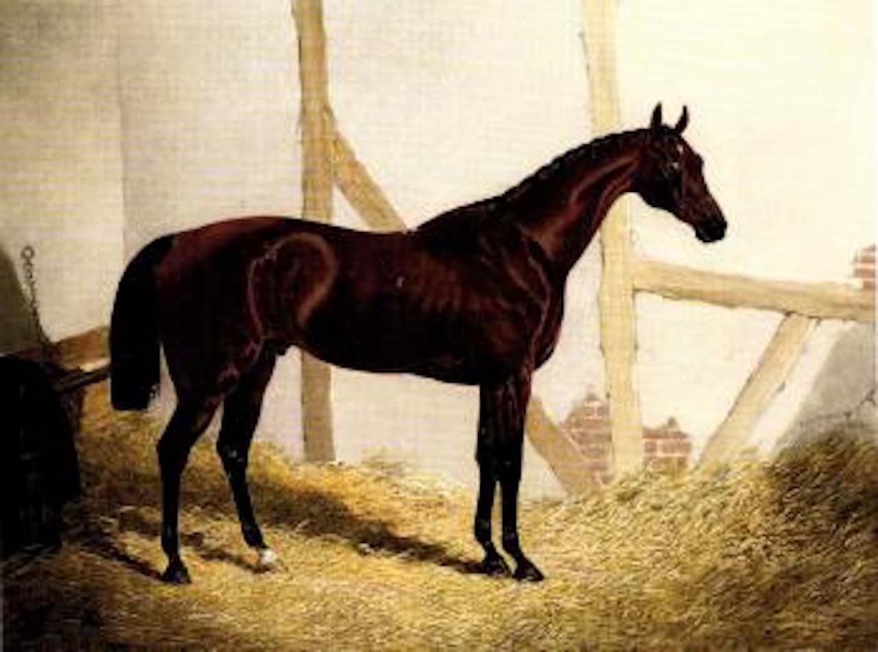 Mr John Bowe's Bay Colt Cotherstone in loosebox by John Frederick Herring