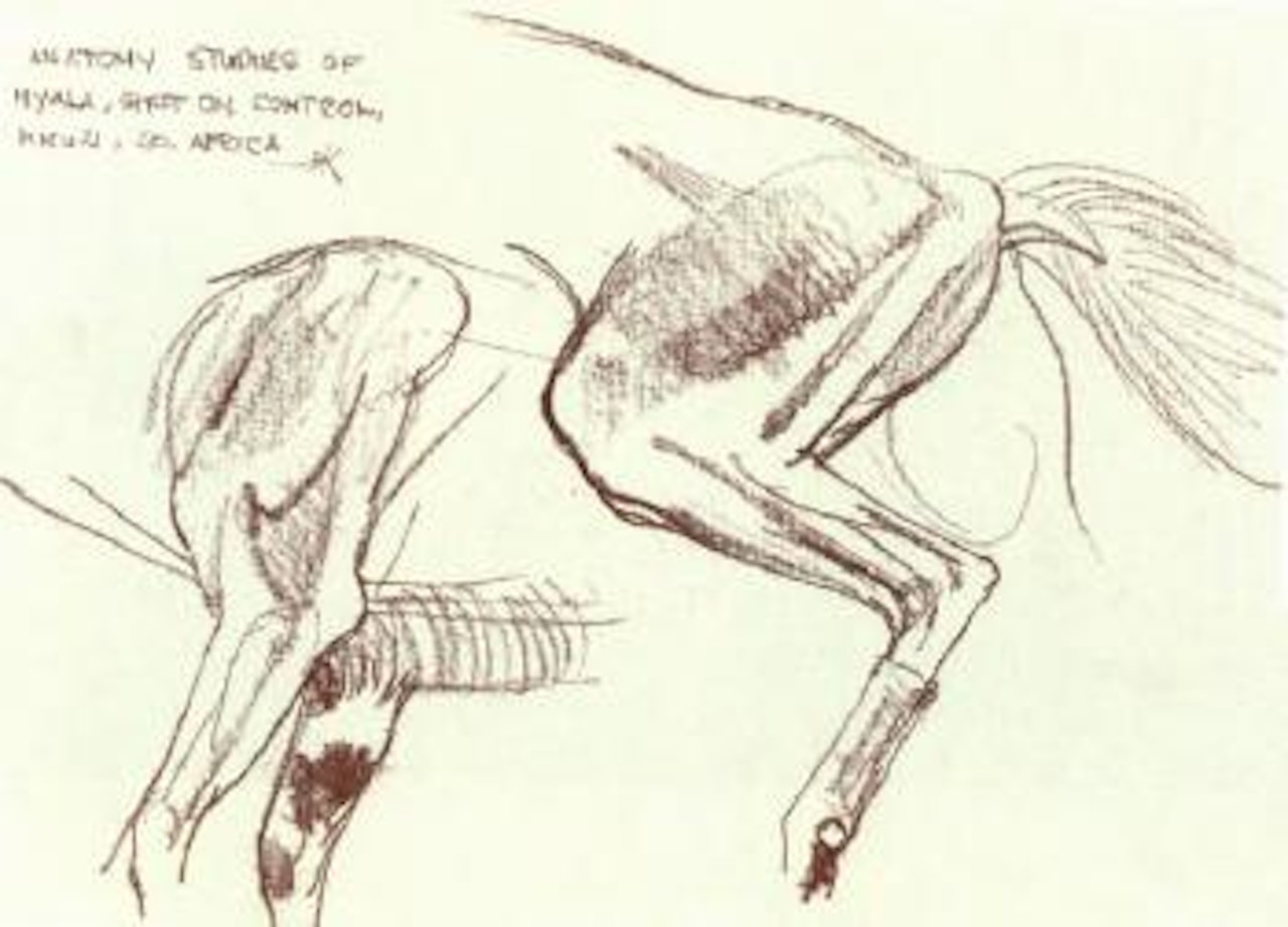 Anatomy studies of Nyala by Bob Kuhn