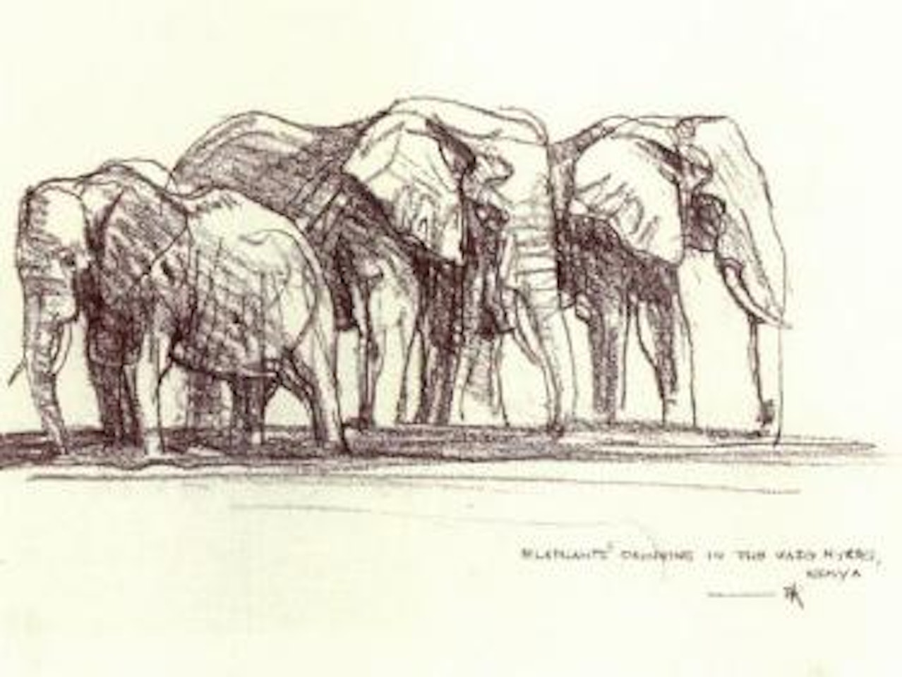Elephants drinking in the Uaso Nyiro River by Bob Kuhn