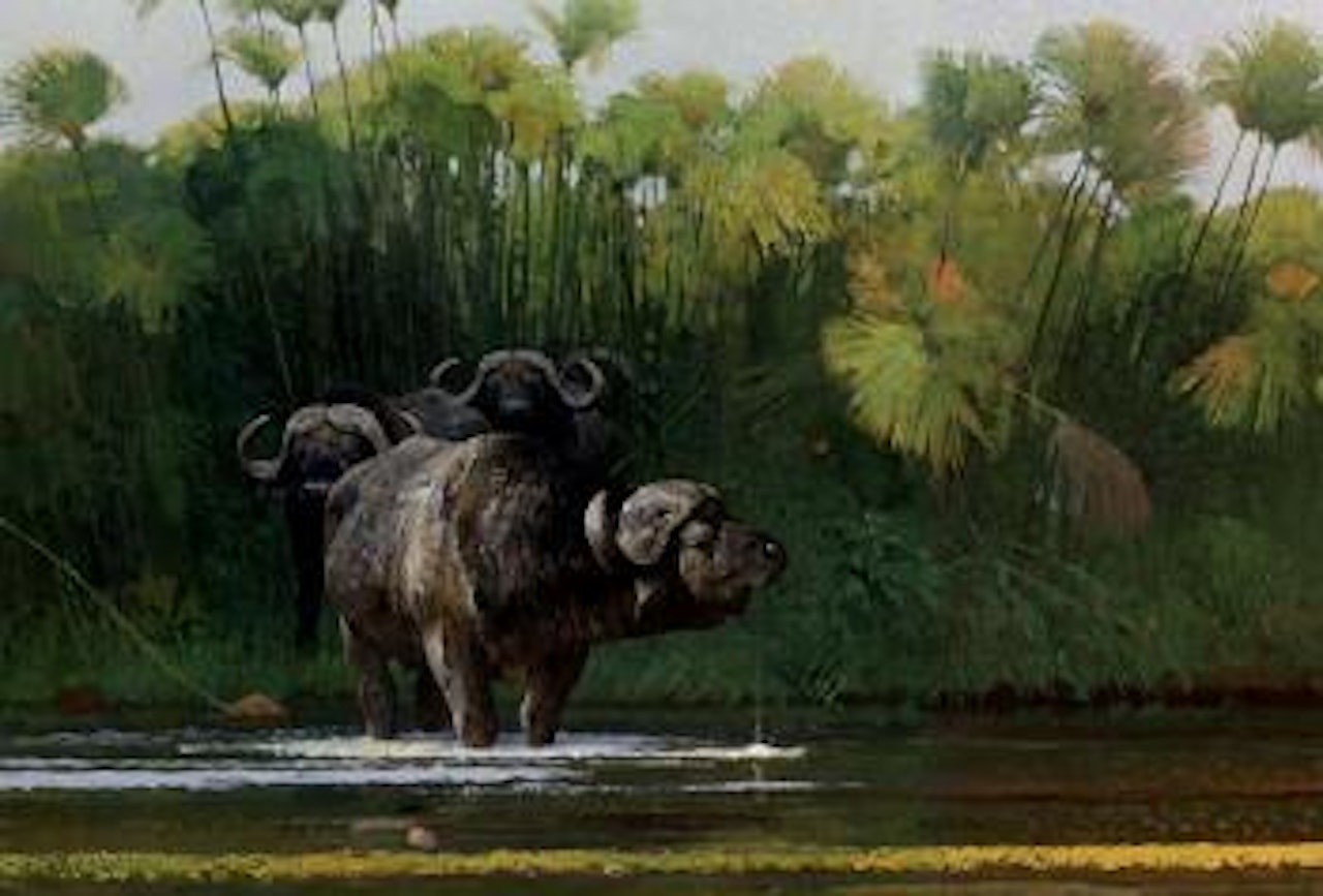 Water buffalo bulls emerging from papyrus by Bob Kuhn