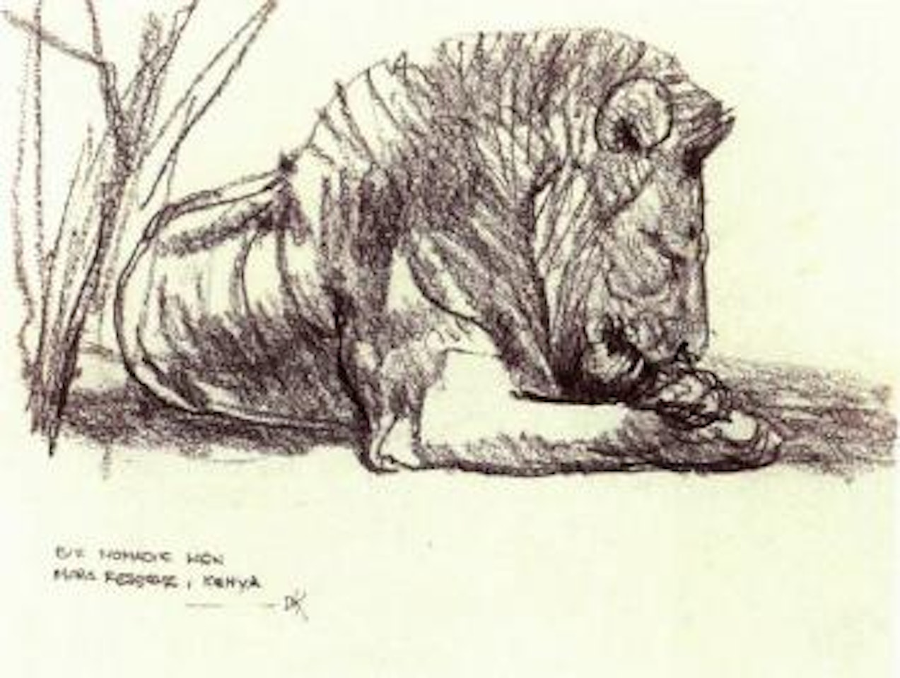 Bid nomadic lion, Mara Reserve, Kenya by Bob Kuhn