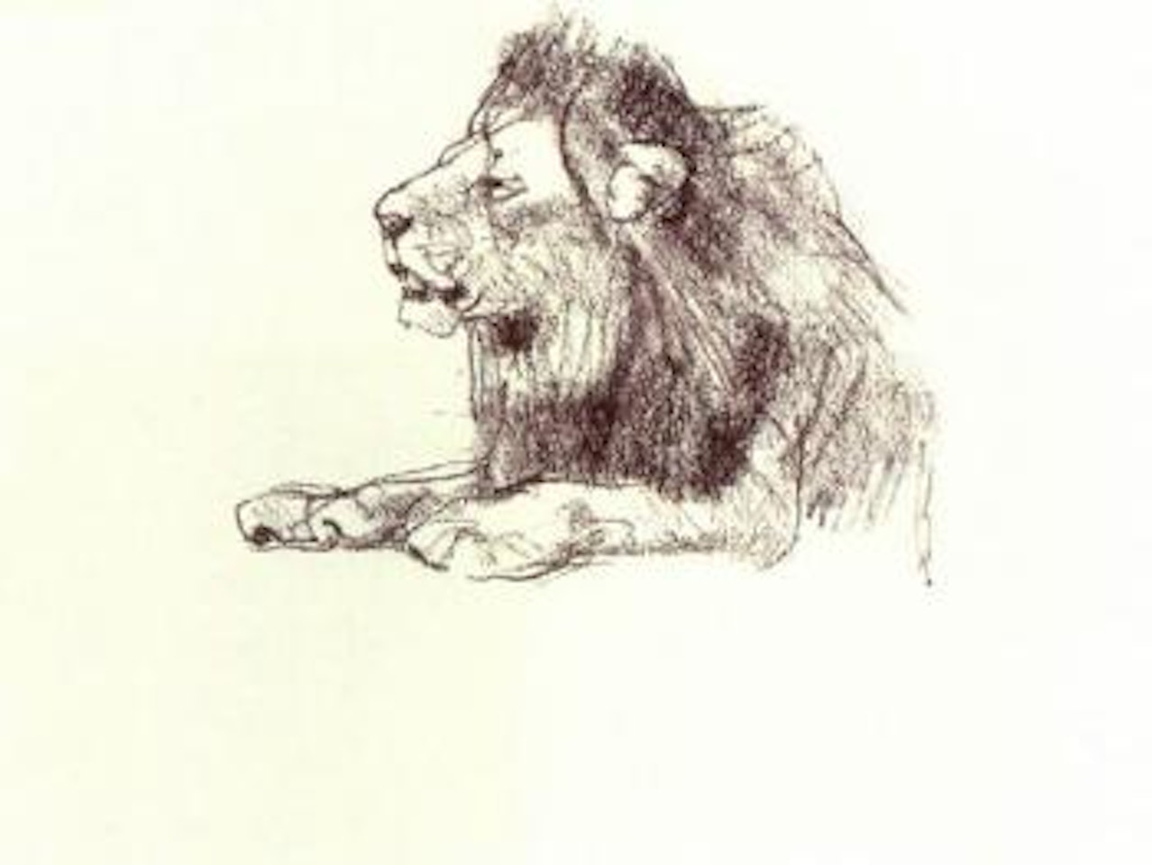 Lion study by Bob Kuhn