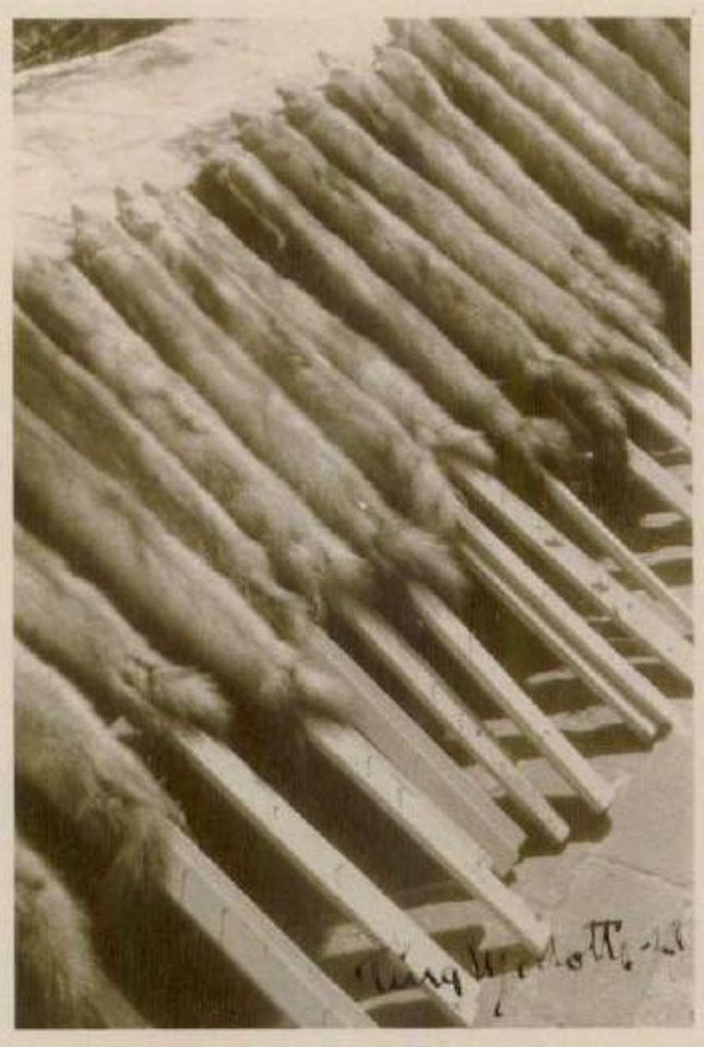 Fox skins on sticks by Tina Modotti