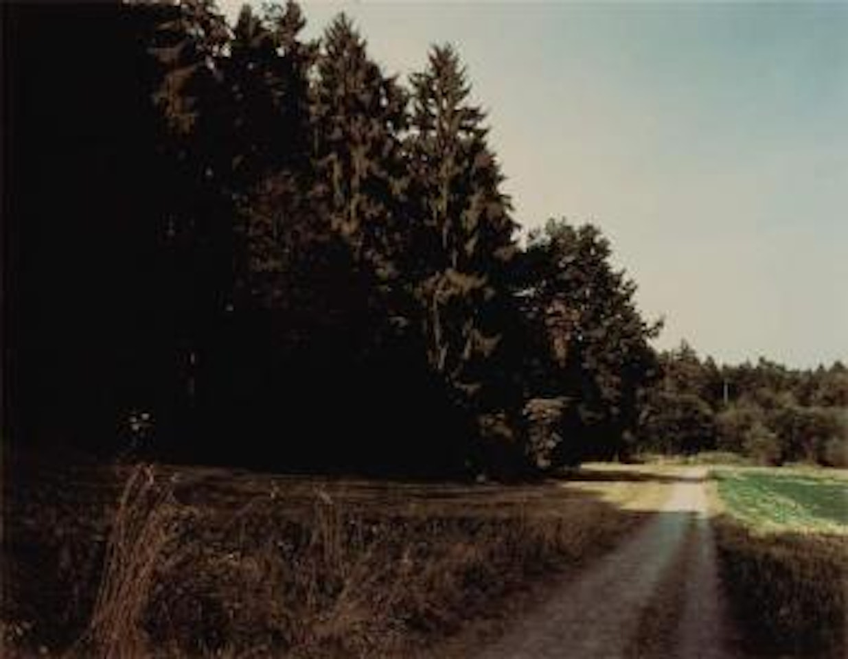 Edge of a wood close to Welsikon, Winterthur by Thomas Struth