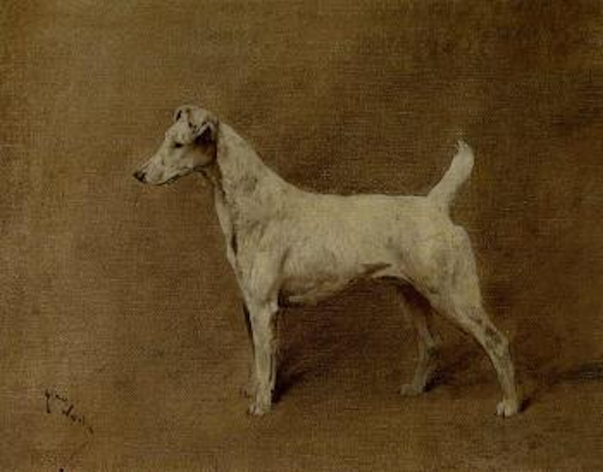 Ch. Sandown Violet, smooth coated fox terrier by Arthur Wardle
