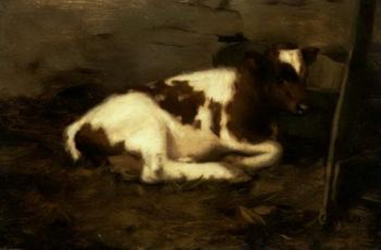 Resting calf by David Gauld