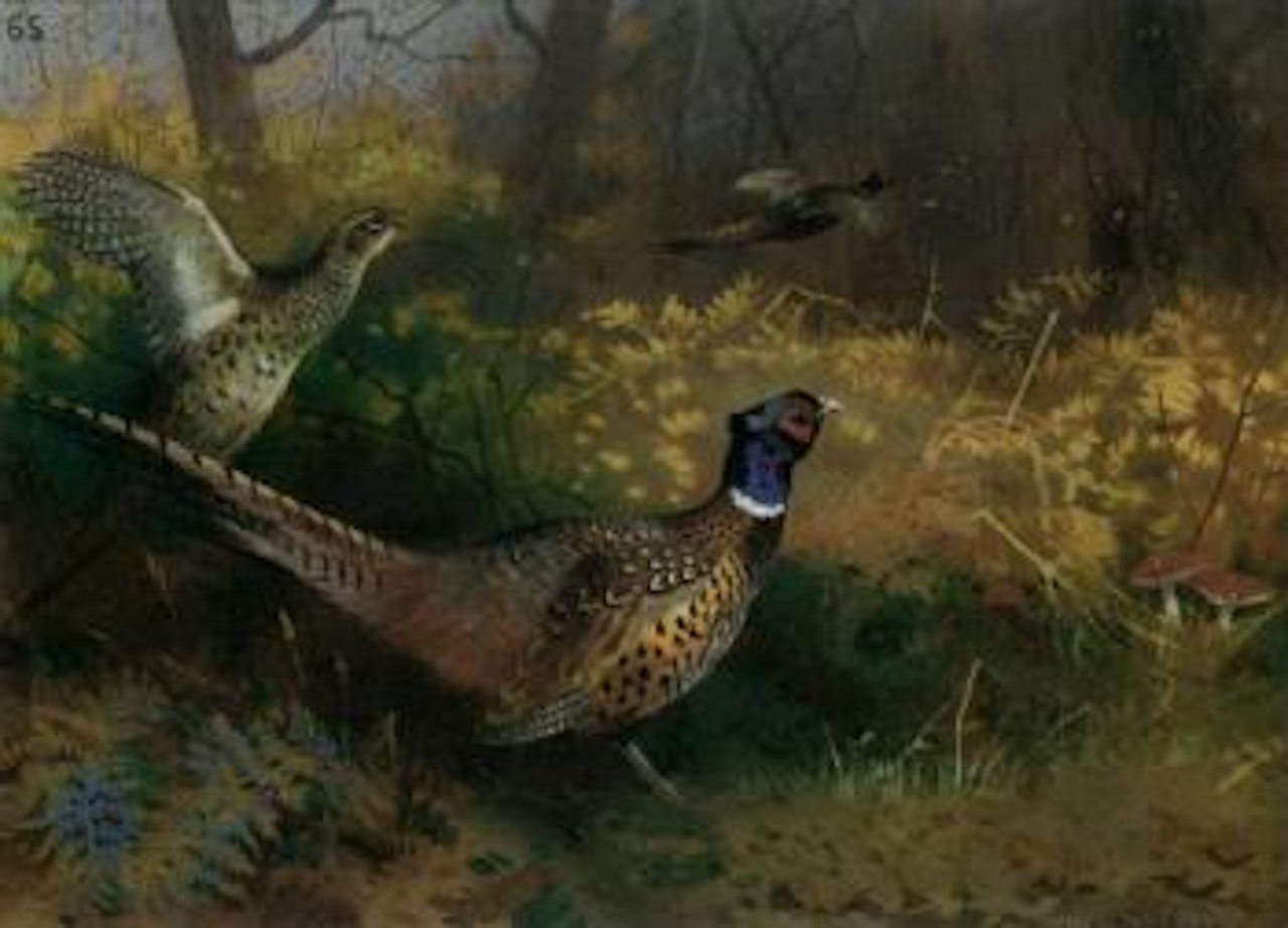 Pheasants in woodland by Archibald Thorburn