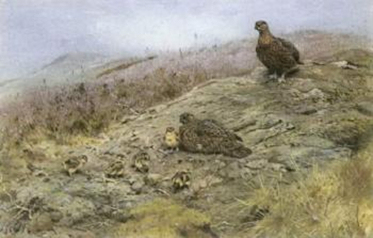 Grouse and chicks by George Edward Lodge