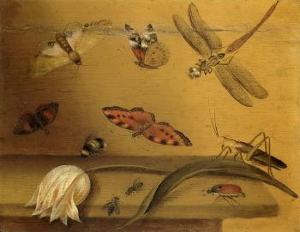 Tulip lying on a table with a grasshopper, bee, butterflies and other insects by Balthasar van der Ast