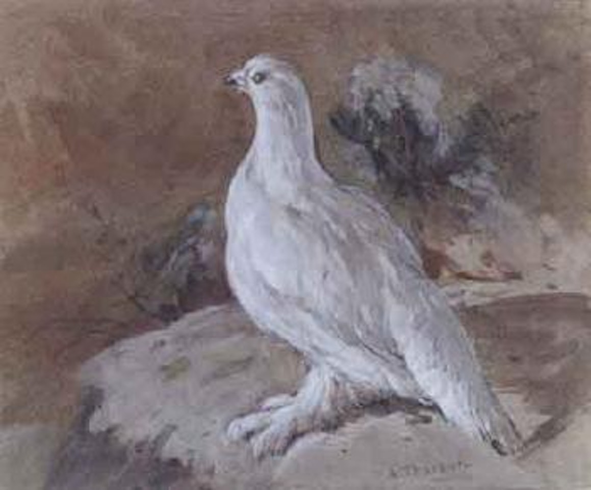 Ptarmigan resting by Archibald Thorburn