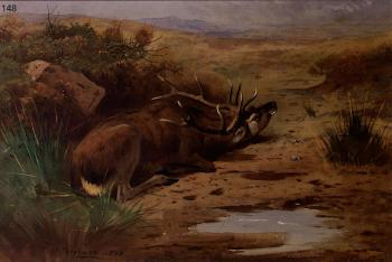 Red deer stag rolling in a peat hag by Archibald Thorburn