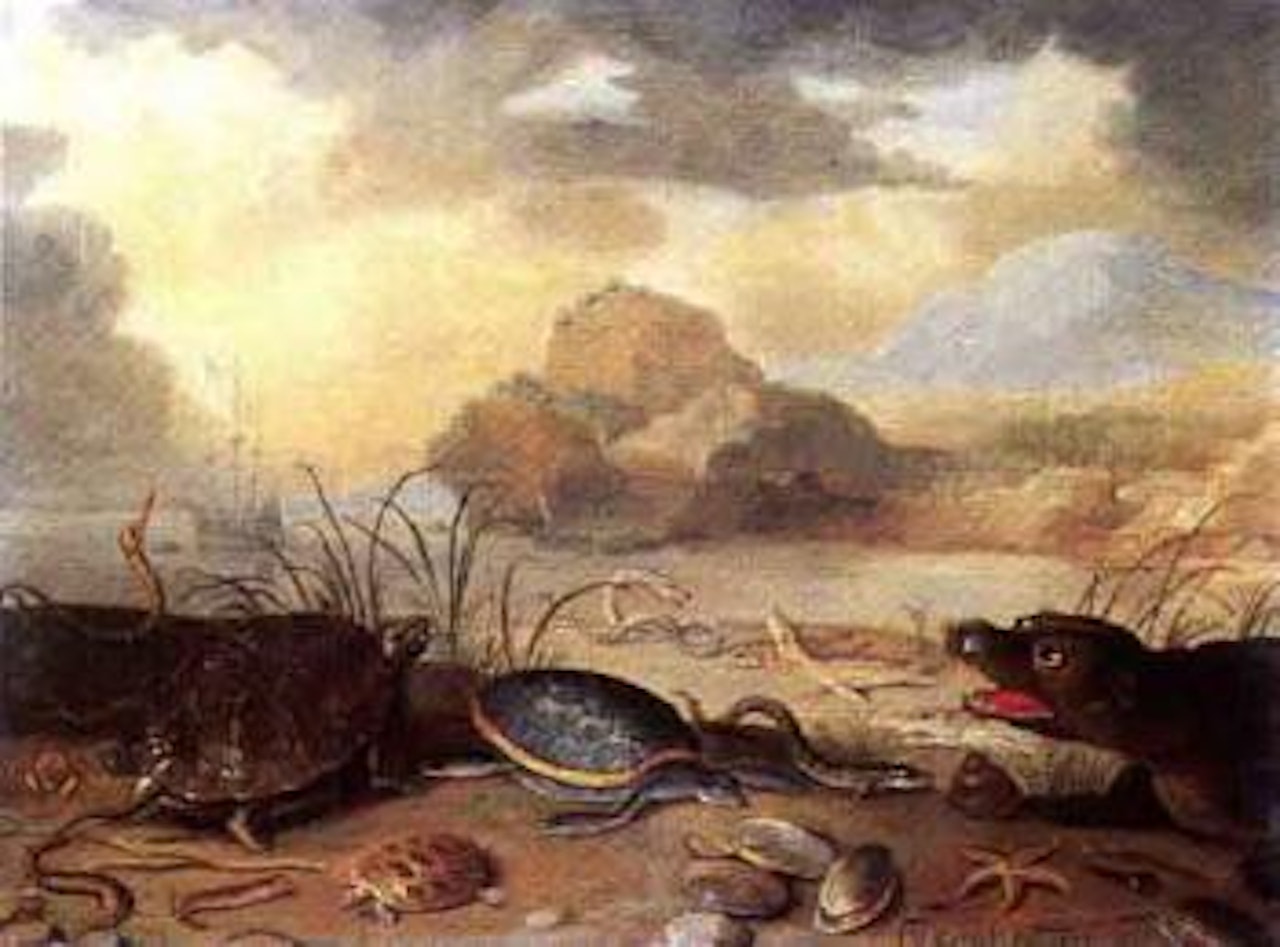 Scene de plage avec tortues, poissons, crabe, coquillages et phoque by Jan Van Kessel The Elder