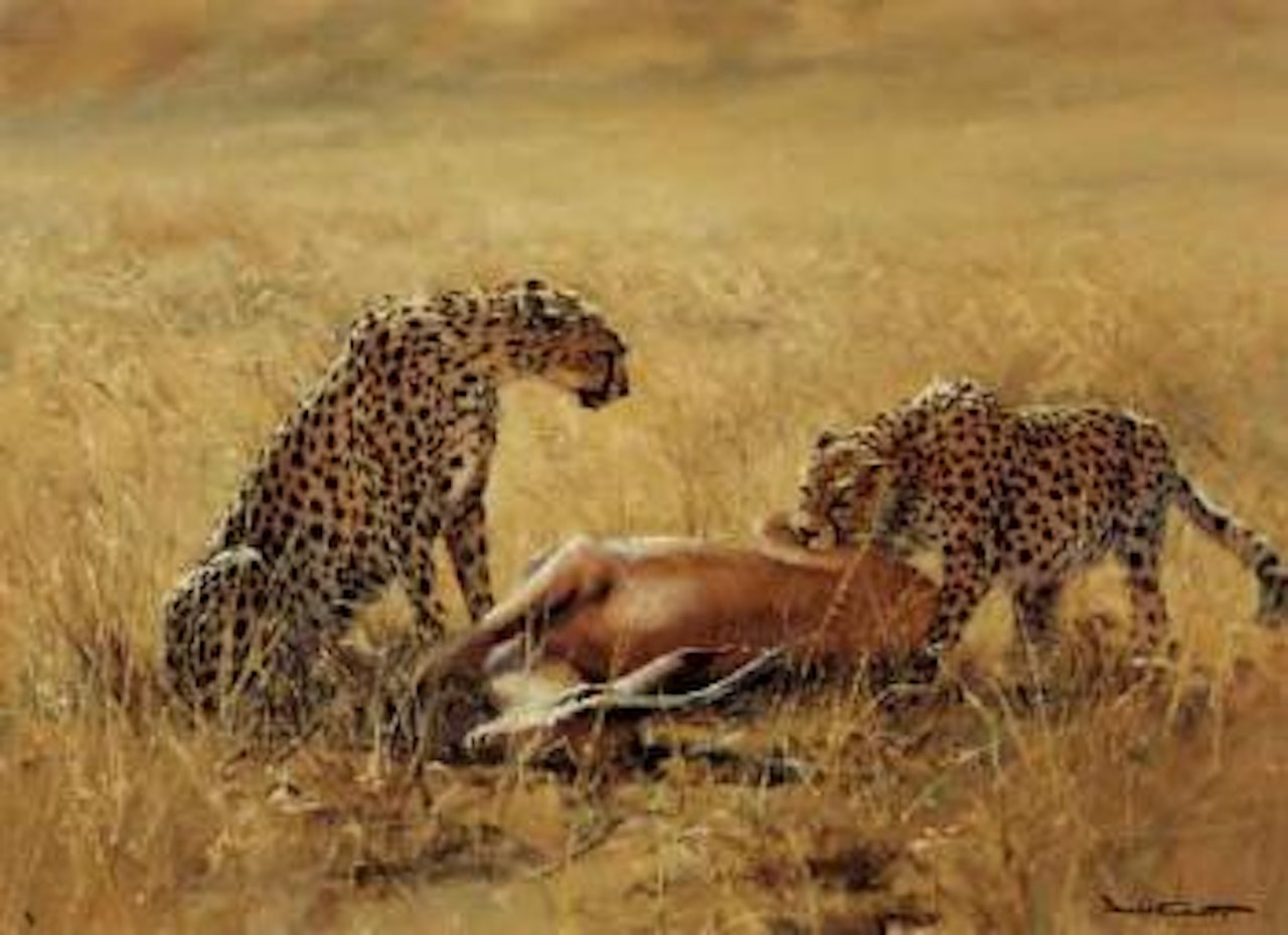 Cheetah with impala by Donald Grant