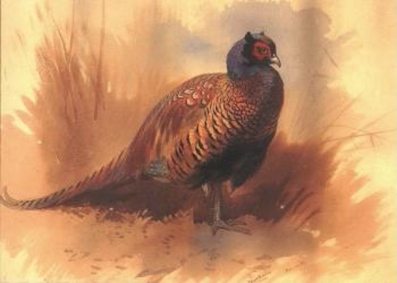 Cock pheasant by Archibald Thorburn