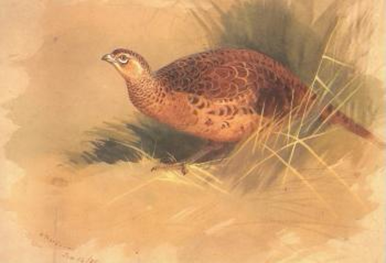 Hen pheasant by Archibald Thorburn
