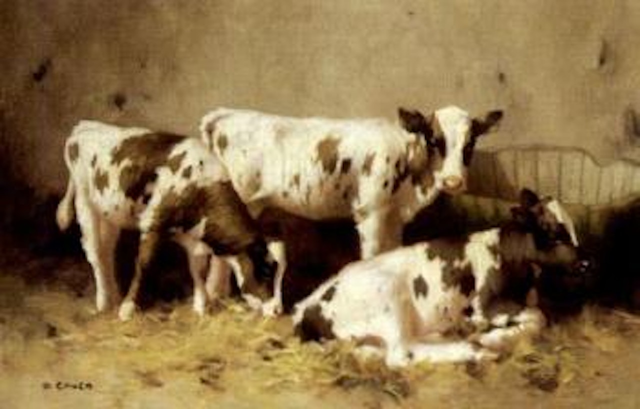Calves by David Gauld