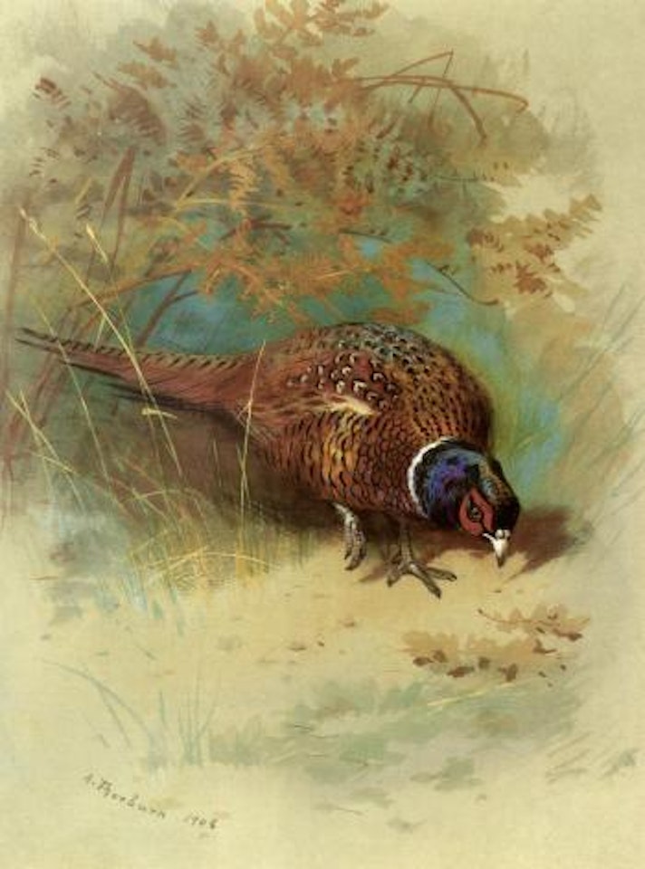 Cock pheasant feeding by Archibald Thorburn