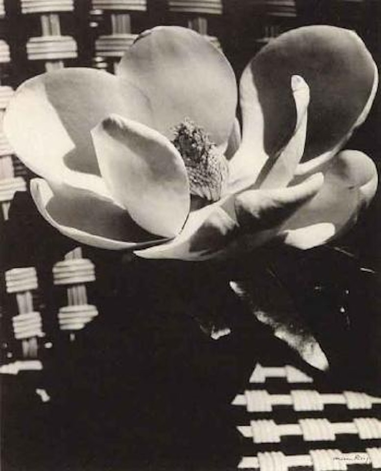 Magnolia blossom by Man Ray