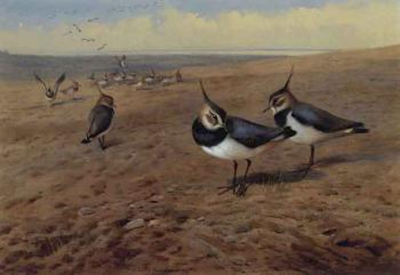 Lapwings by Archibald Thorburn
