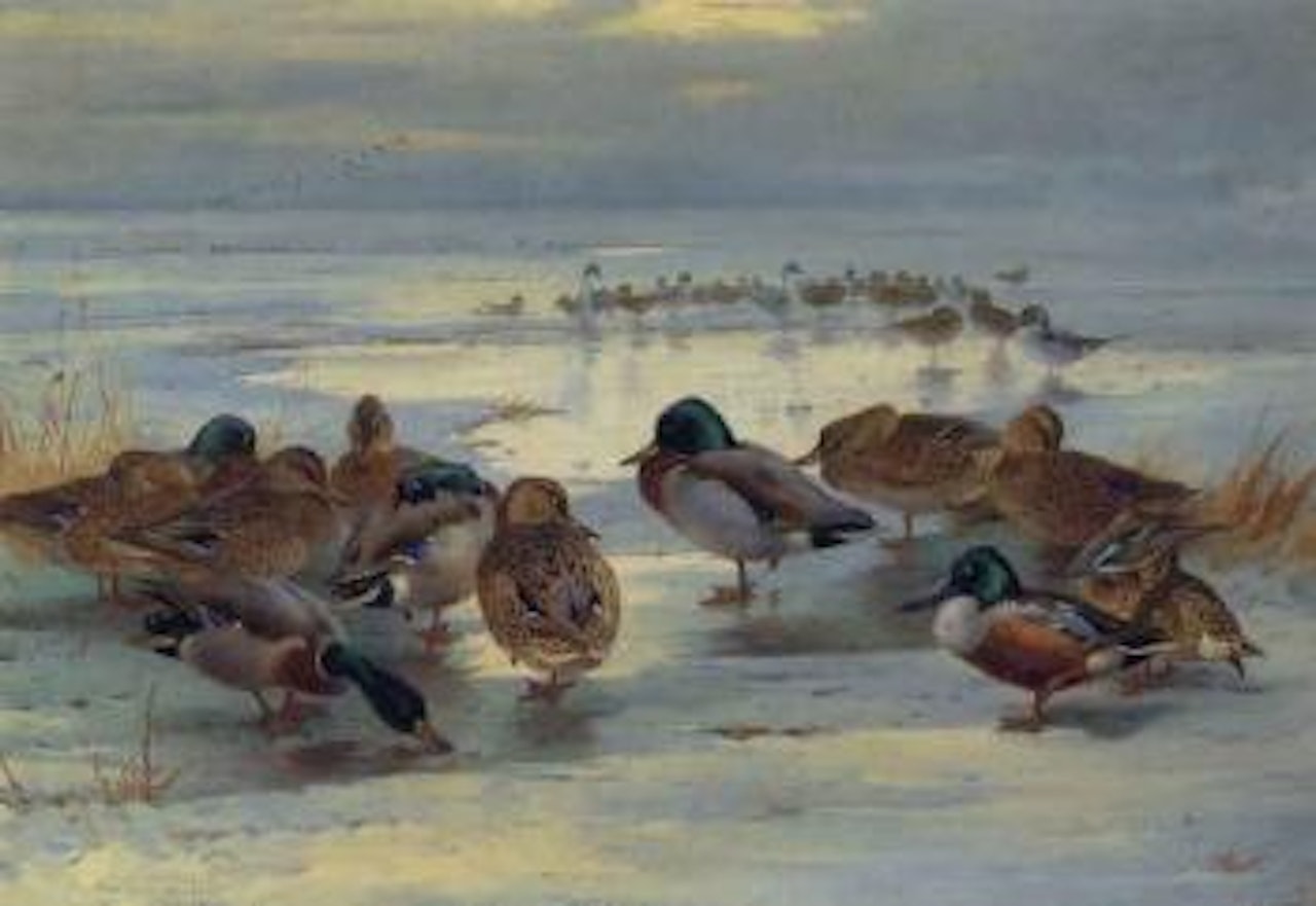 Evening deepens, mallard, shoveler and pintail by Archibald Thorburn