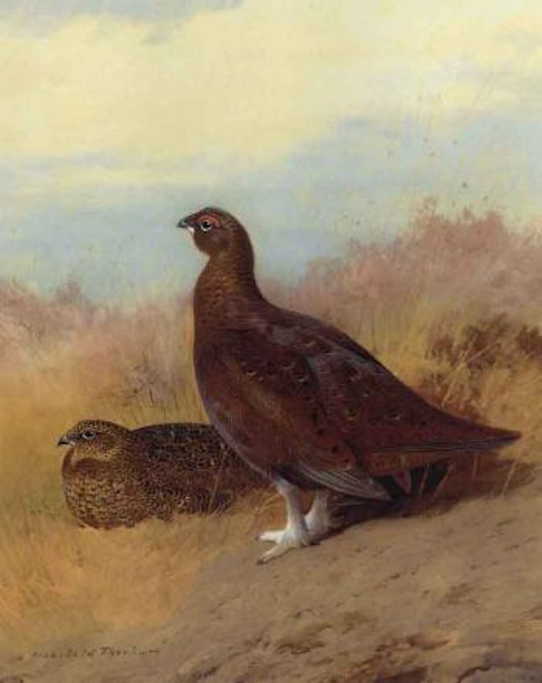 Red grouse by Archibald Thorburn