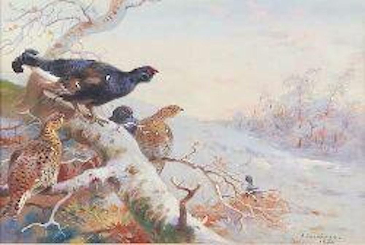 Blackcock in the snow by Archibald Thorburn