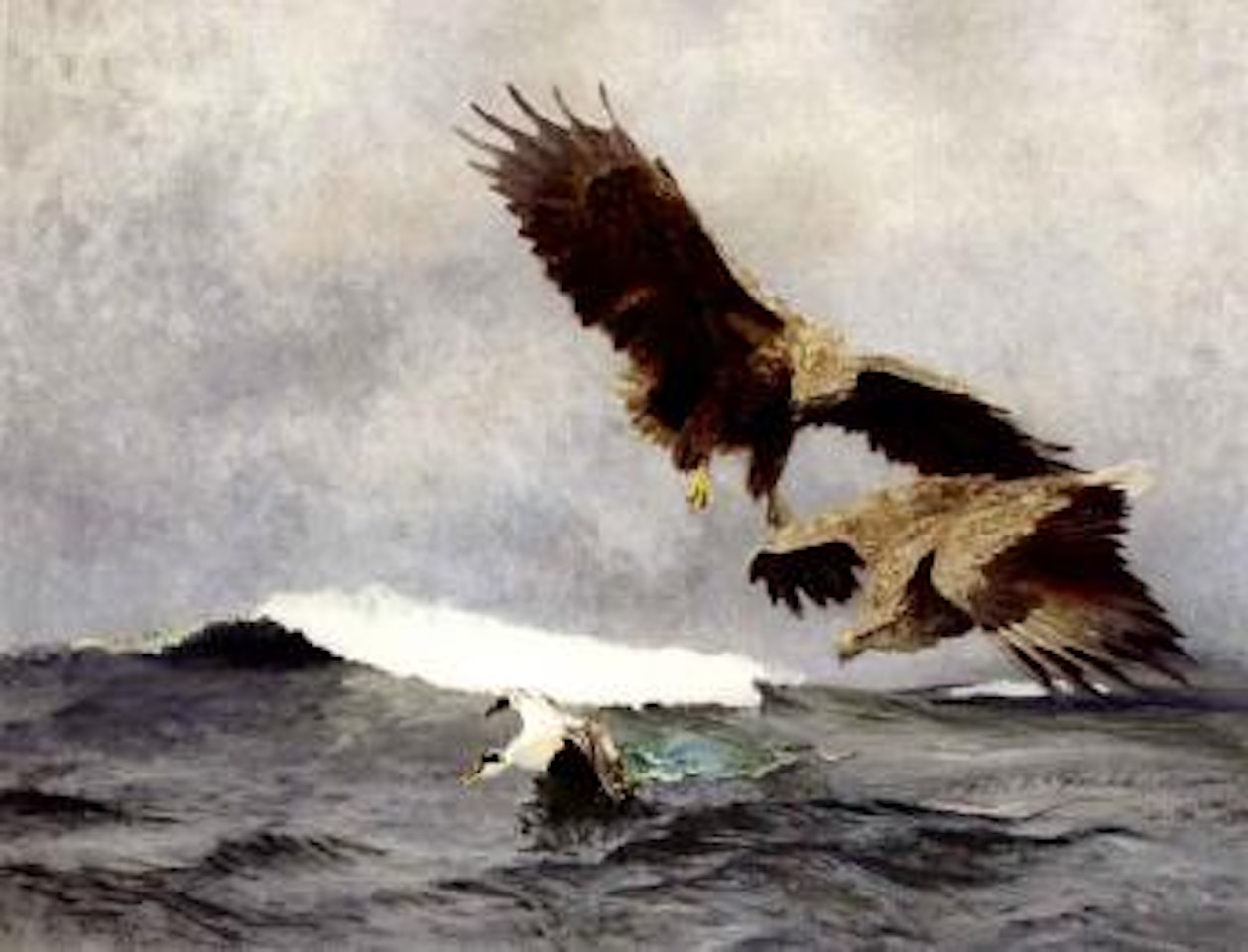 White tailed eagles chasing eiderduck by Bruno Liljefors
