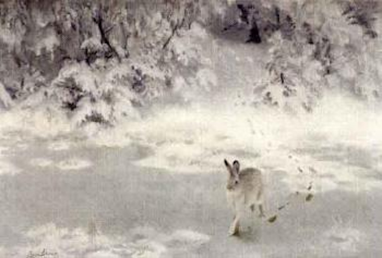 Winter hare in landscape by Bruno Liljefors