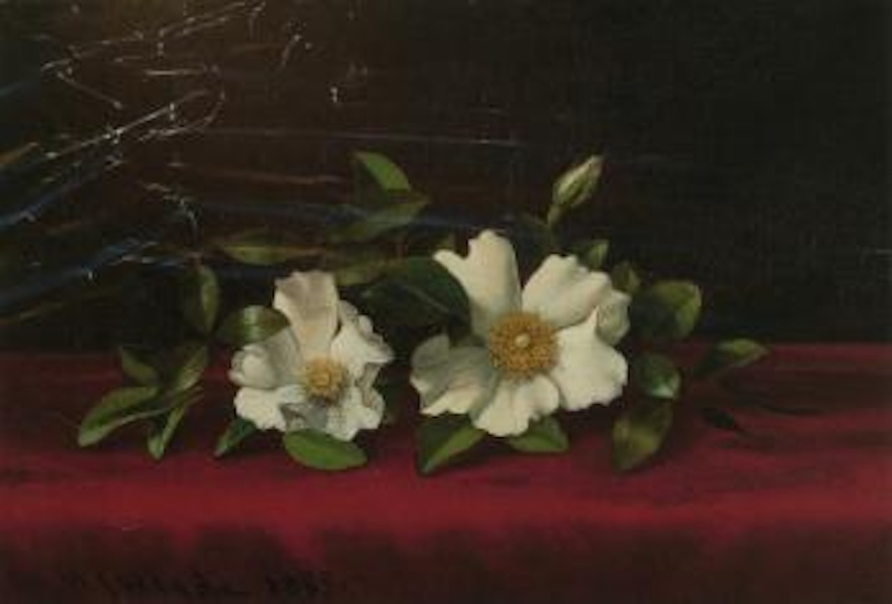 Two cherokee roses on red velvet by Martin Johnson Heade