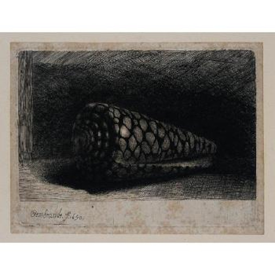 Shell by Attributed to Rembrandt Harmensz van Rijn