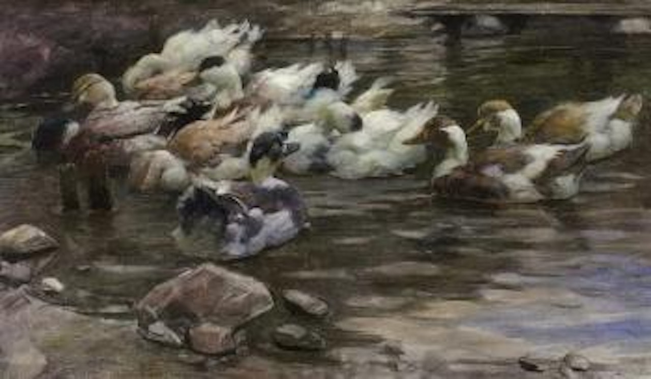 Ducks in stony pond by Alexander Koester