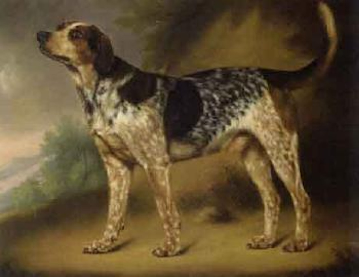 Study of a hound by English School
