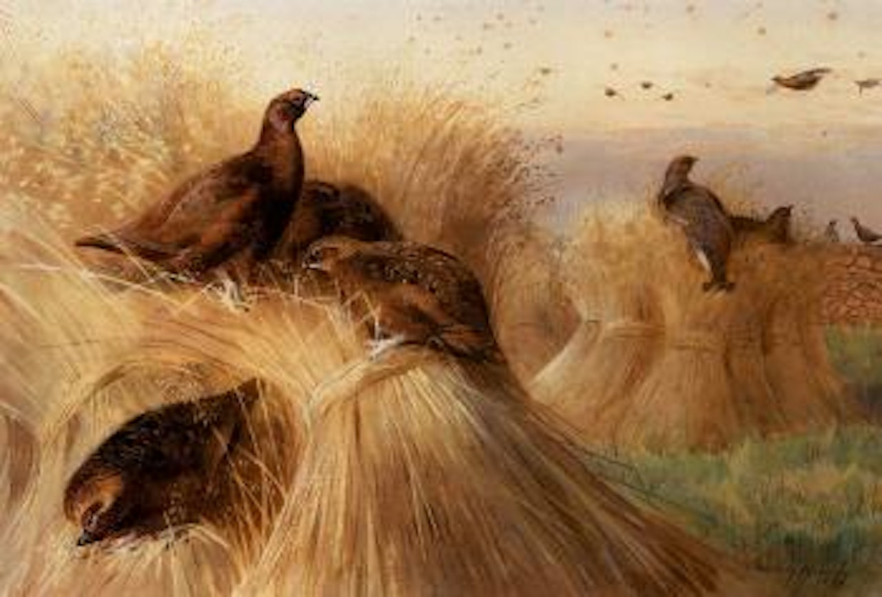 Coveys of red and black grouse feeding on corn stooks by Archibald Thorburn