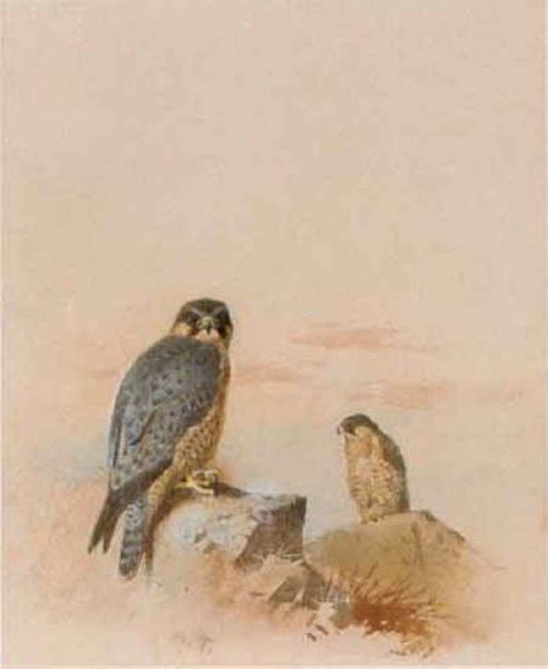 Peregrine falcons in a rocky landscape by Archibald Thorburn