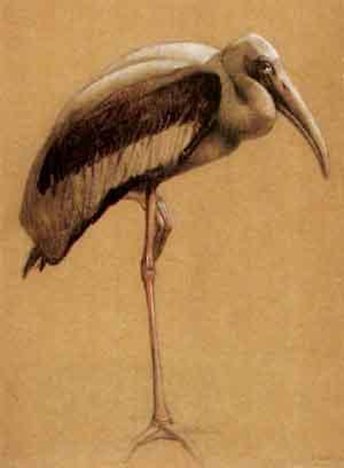 Marabout by Paul Jouve