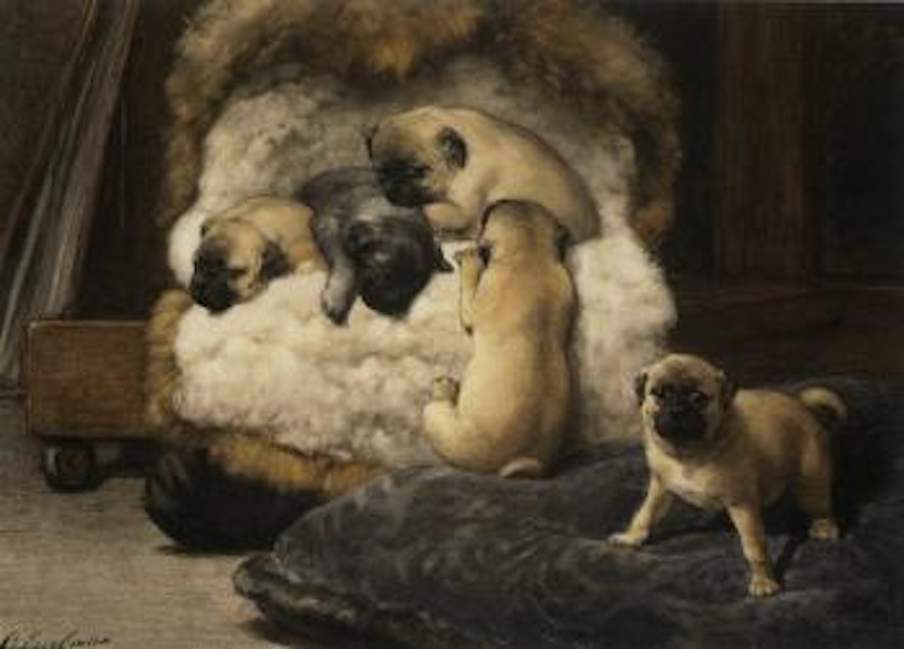 Nest met jonge mastiffs - nest of puppy pugs by Otto Eerelman