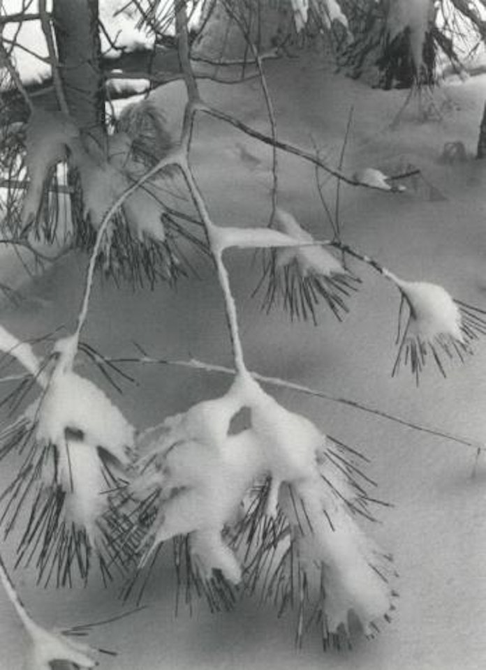 Winter - Yosemite, Pine Beach in snow by Ansel Adams