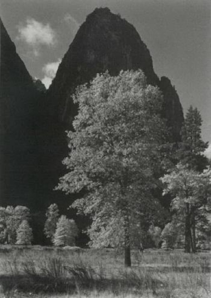Autumn - Yosemite, tree and sentinel rock by Ansel Adams