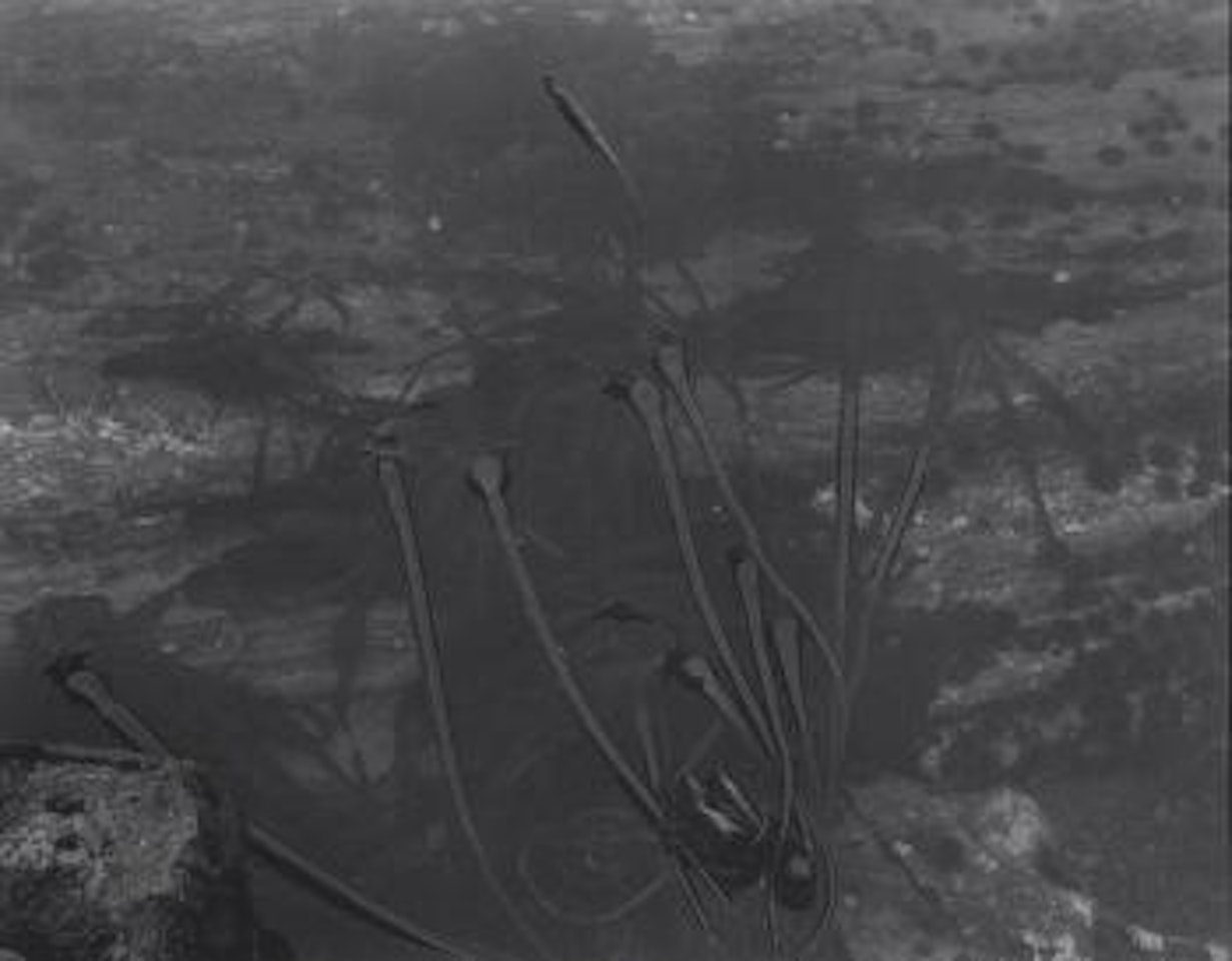 Kelp, Point Lobos by Edward Weston