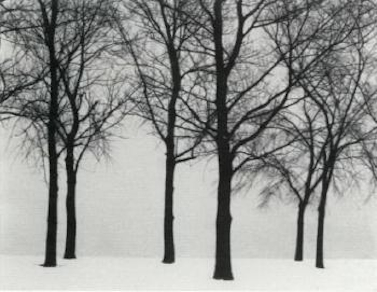 Chicago - trees in snow by Harry Callahan