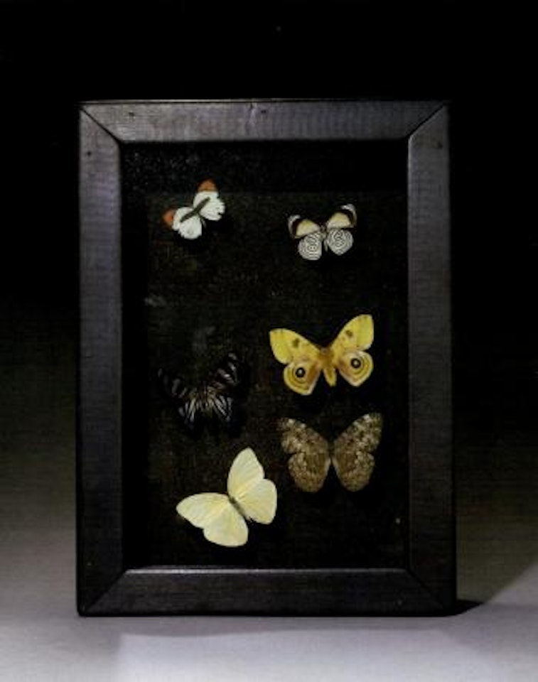 Butterfly box by Joseph Cornell