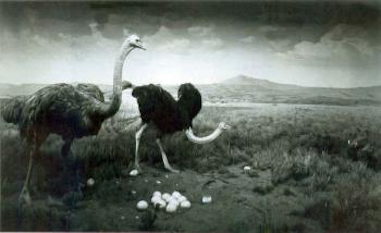 Ostrich - Wart hog by Hiroshi Sugimoto