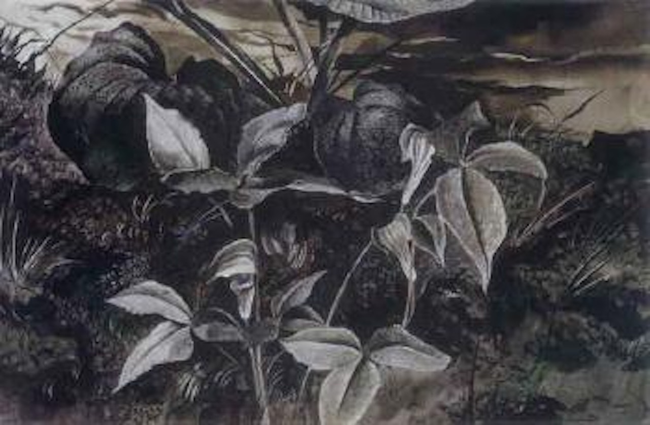 Jack-in-the-pulpit by Andrew Wyeth