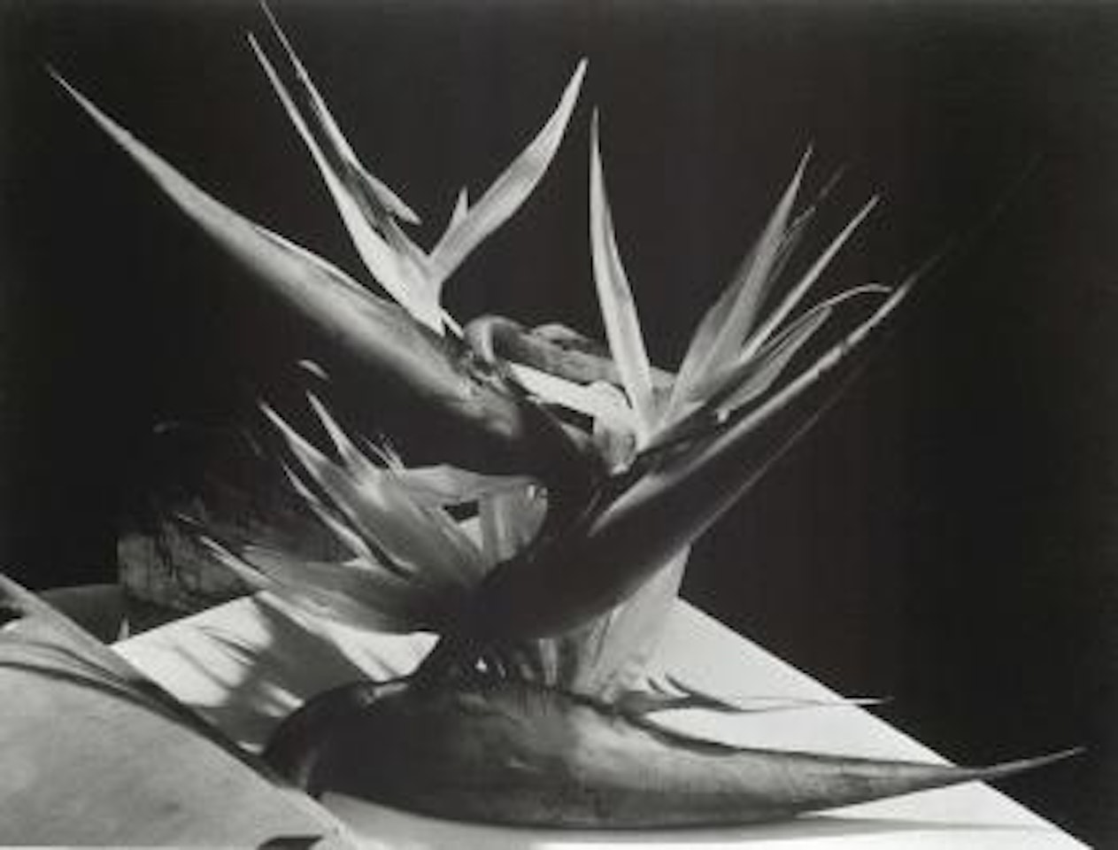 Strelitzien - plant by Man Ray