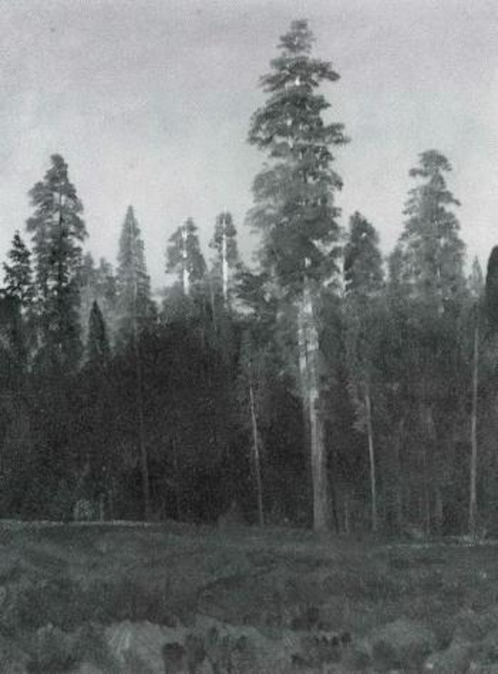 Forest scene by Albert Bierstadt