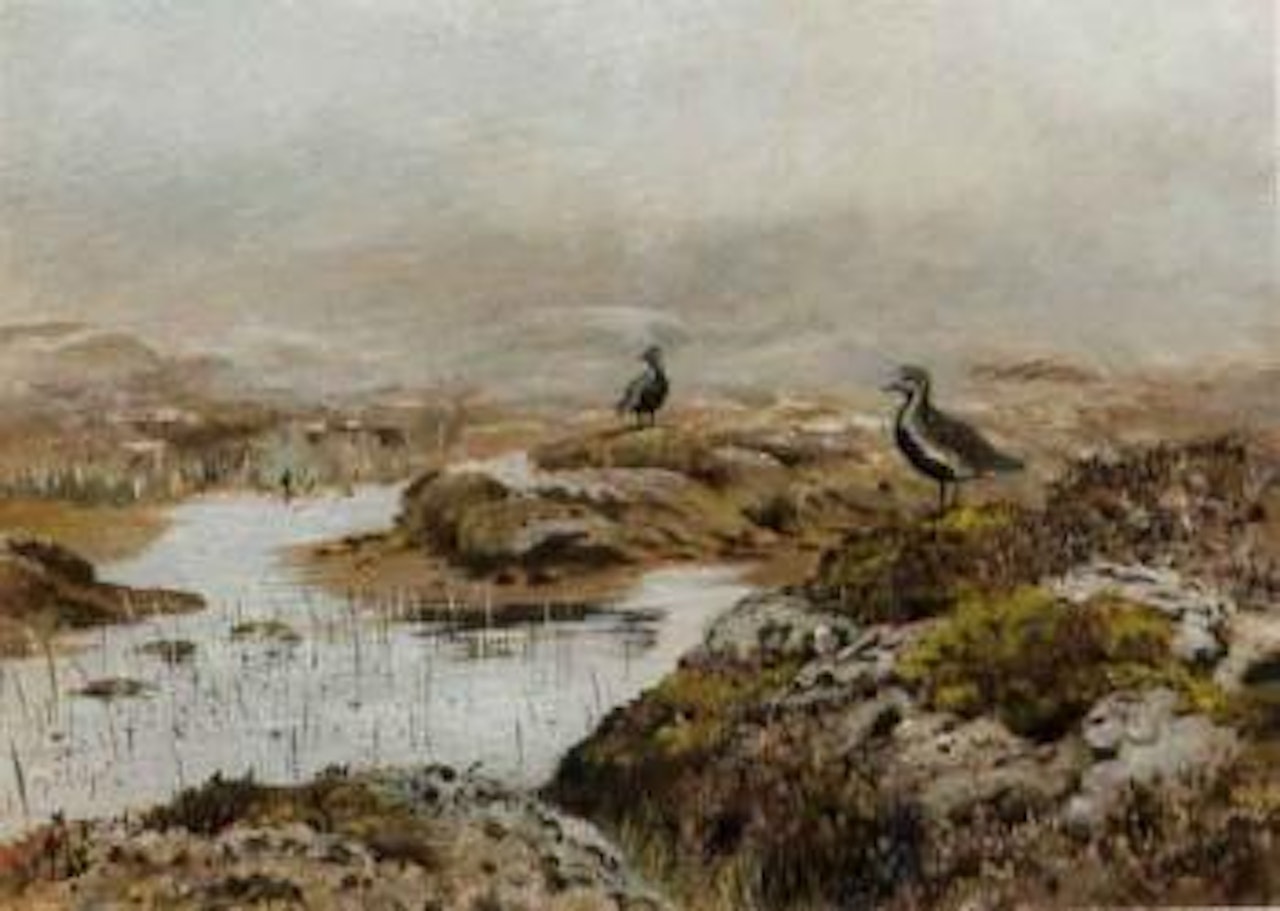 Plovers in a marshland by George Edward Lodge
