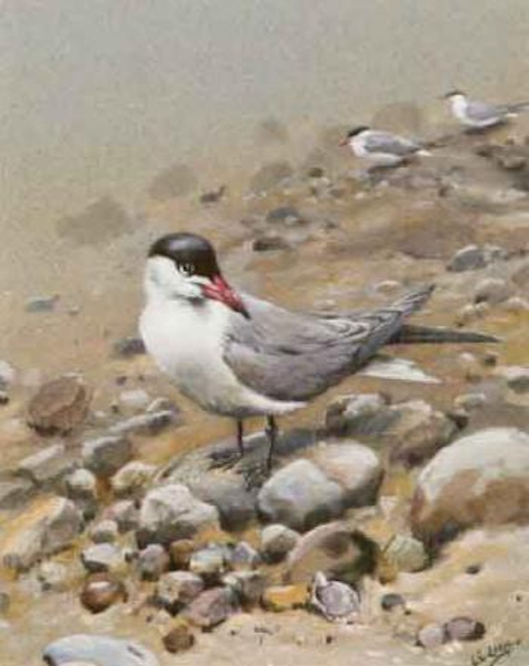 Caspian tern by George Edward Lodge
